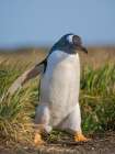 Gentoo Penguin. South America, Falkland Islands, Sea Lion Island. Art Print